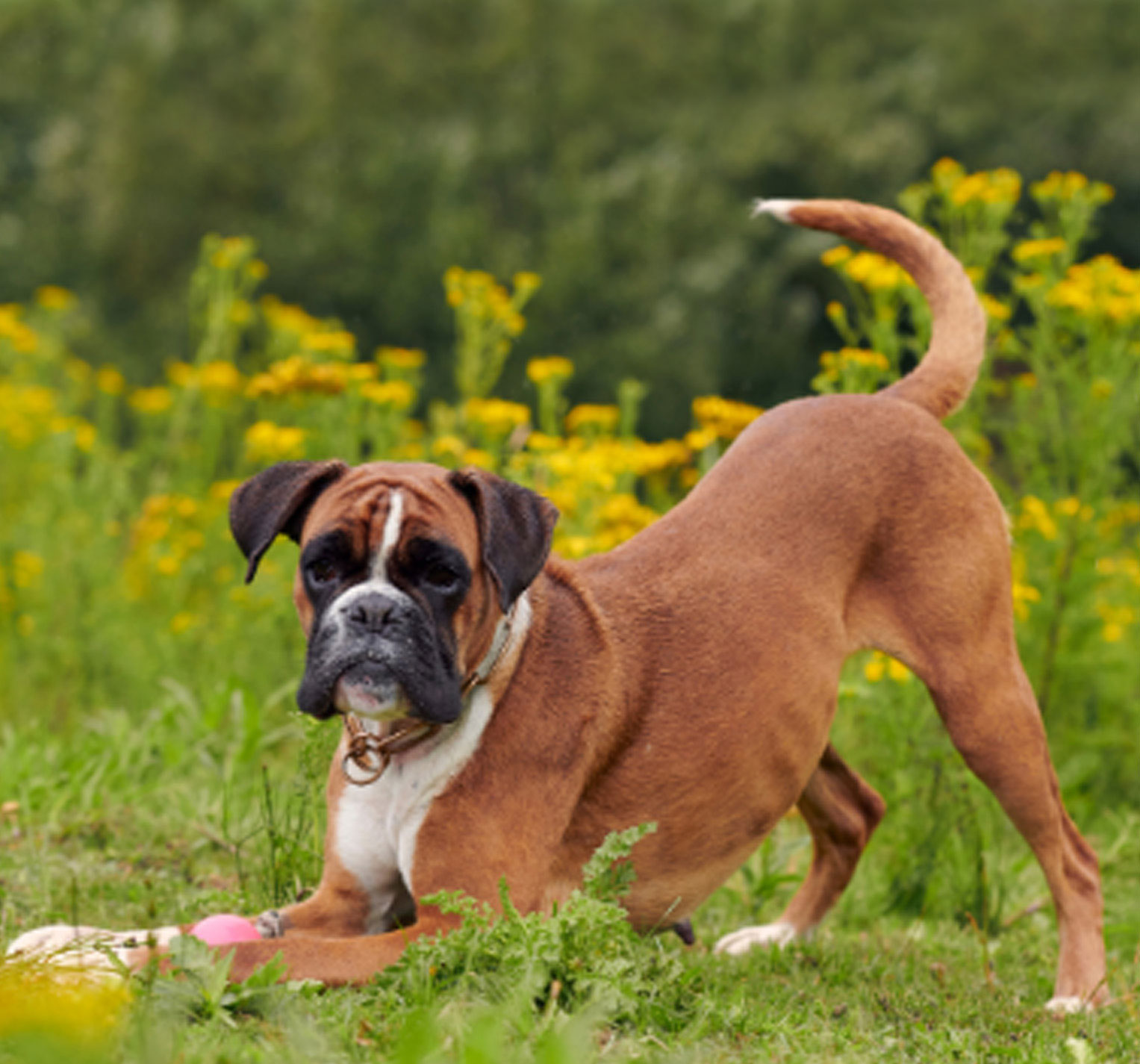 Boxerruede-spielt