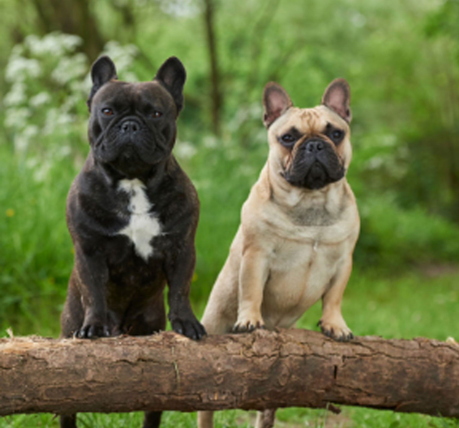 Hund-Wald