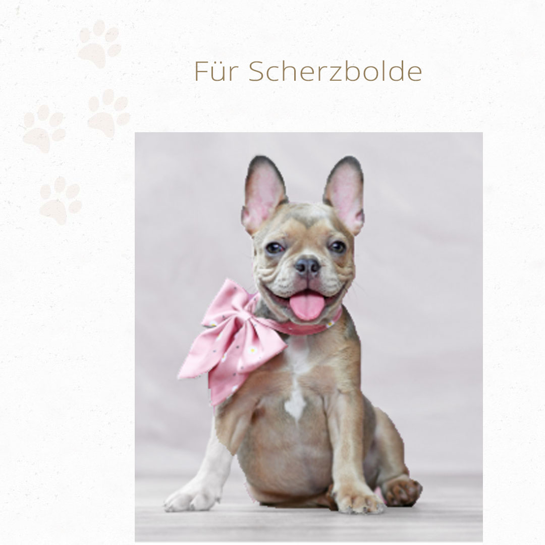 Französische Bulldogge mit Schleife.